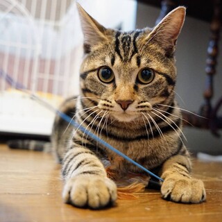 【ビヒダス】おかげさまで里親様が決まりました。