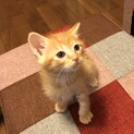 可愛い茶トラ1ヶ月
