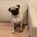 【避妊済】パグ