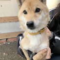 6歳　柴犬の女の子