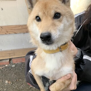 6歳　柴犬の女の子