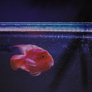 可愛いおちょぼ口のパロットファイヤー