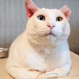 【ワークマン】募集を終了しました。