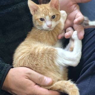 甘えん坊でお茶目な男の子です