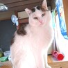 多頭飼育3番目に人懐こい猫です！ サムネイル5