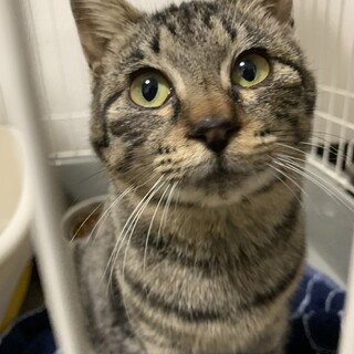 とっても人懐っこいお膝乗りねこのランちゃん