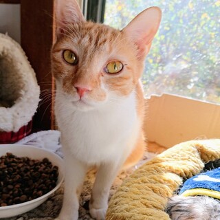 【エシャロット】おかげさまで里親様が決まりました。