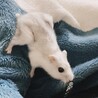 まげち