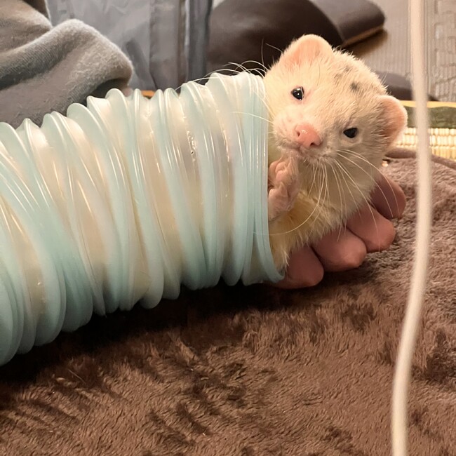 まげちのカバー写真