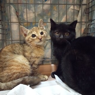 人慣れ修業中のイカ耳兄妹、気長に見守って下さる方