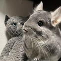 チンチラ♂ ベルくん