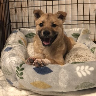 トライアル中！優しく賢い子犬カイ 推定3ヶ月