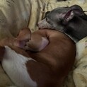 イタグレの赤ちゃん里親様募集