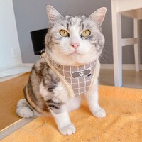 ぽん