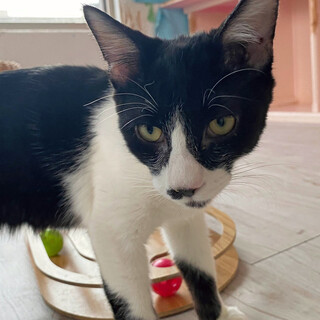 ぶち猫｢つくね｣ SKU： 3ss46