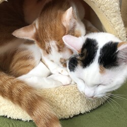 じゃれあい?