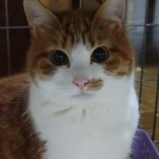 かわいいシロチャです。