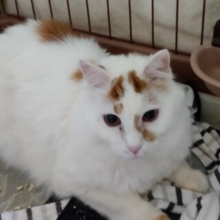 かわいいチャシロです。