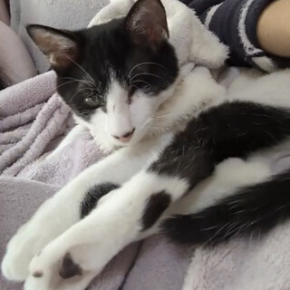 やんちゃで超甘えん坊なハチワレくん！