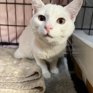 ありがとうございました★甘えん坊の白猫ルキちゃん