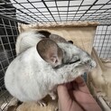 チンチラ募集
