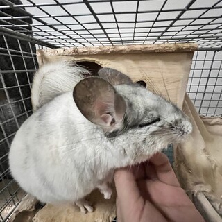 チンチラ募集
