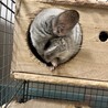 チンチラ募集 サムネイル2