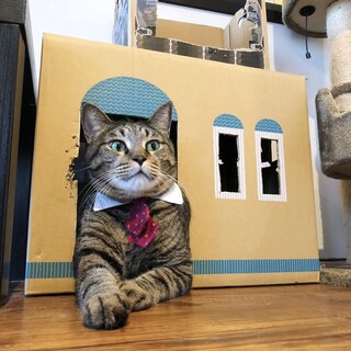 巨体猫『ジョージ』