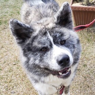 大きな体で甘えん坊　秋田犬男の子