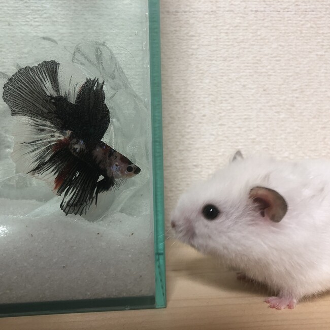 あかり0304のカバー写真
