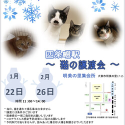 四條畷駅　猫の譲渡会
