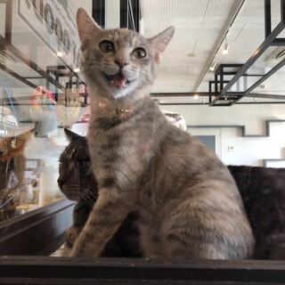 おしゃべりかまちょ『セサミ』