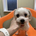 人懐っこい真っ白なマルチーズMIXマルちゃん♪