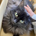 ゴージャスな長毛黒猫、さんさちゃん