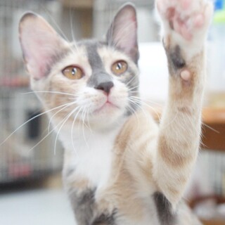 ちっちゃなサビ猫姉妹、パステルちゃん！