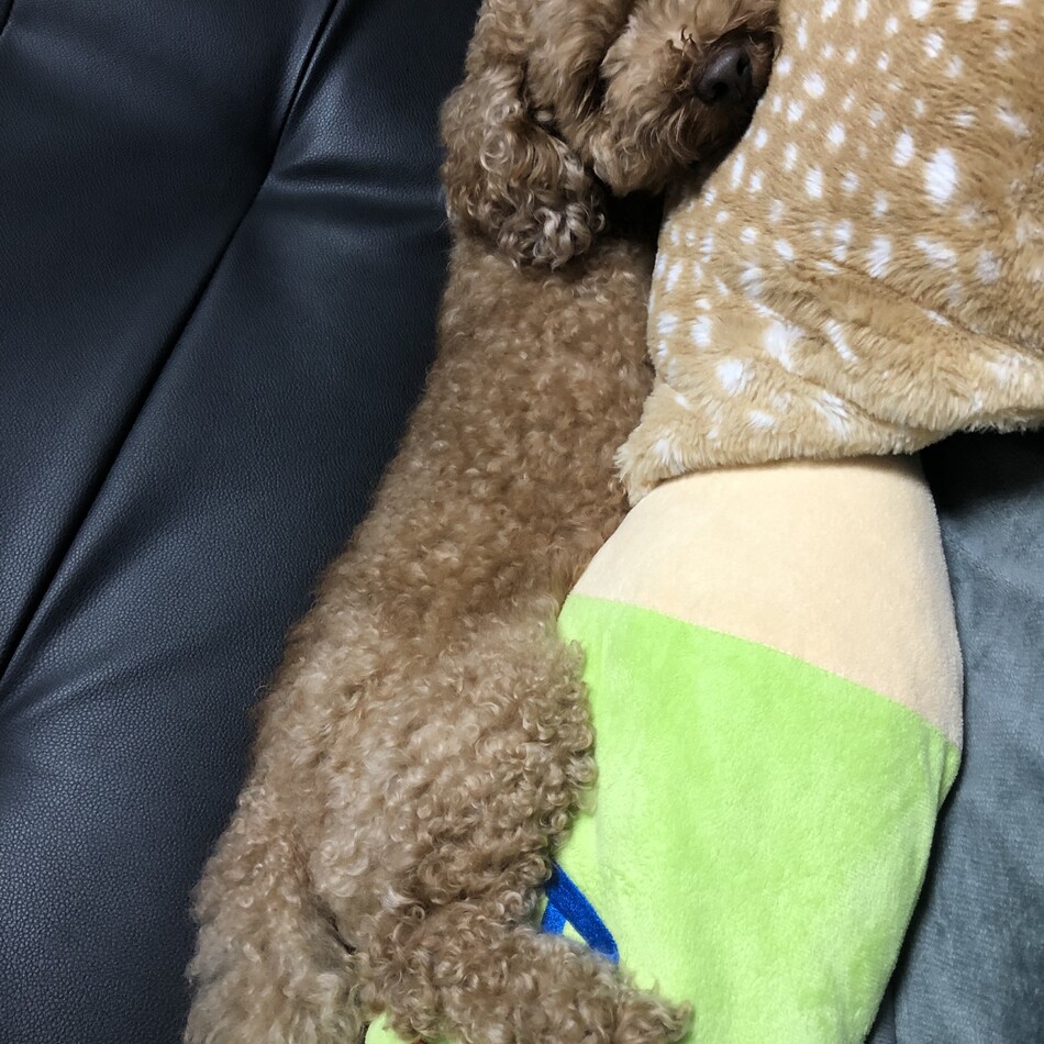 のん太のカバー写真