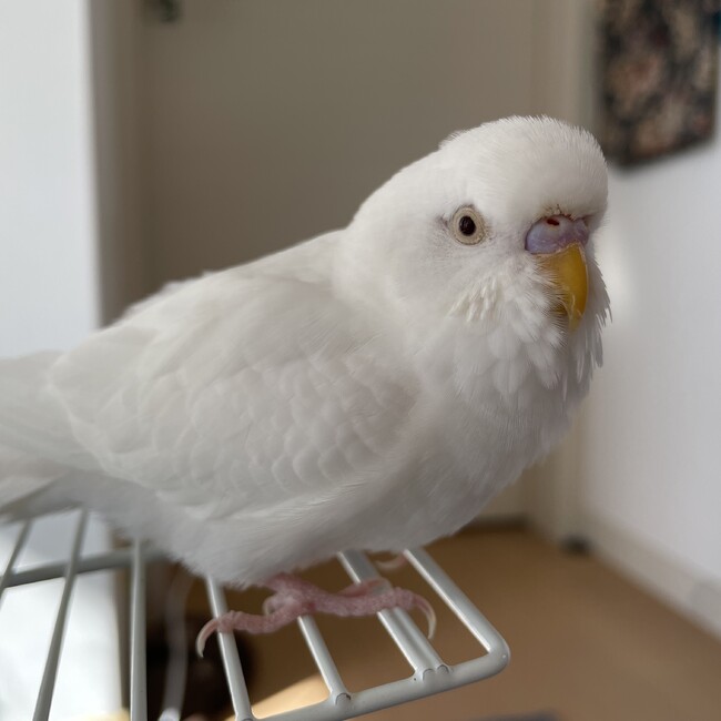 ぴっぴりぴーのカバー写真