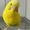 ぴっぴりぴーさん