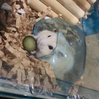 ふわふわハムスターの裏親募集中