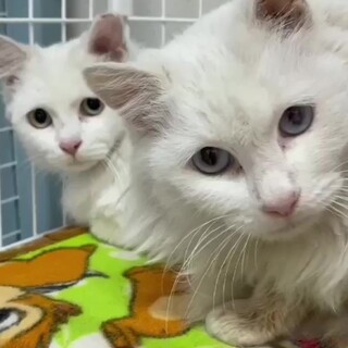 真っ白でふわふわな長毛の母猫、リボンちゃん！