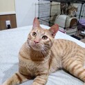 ヤンチャな茶トラむぎくん