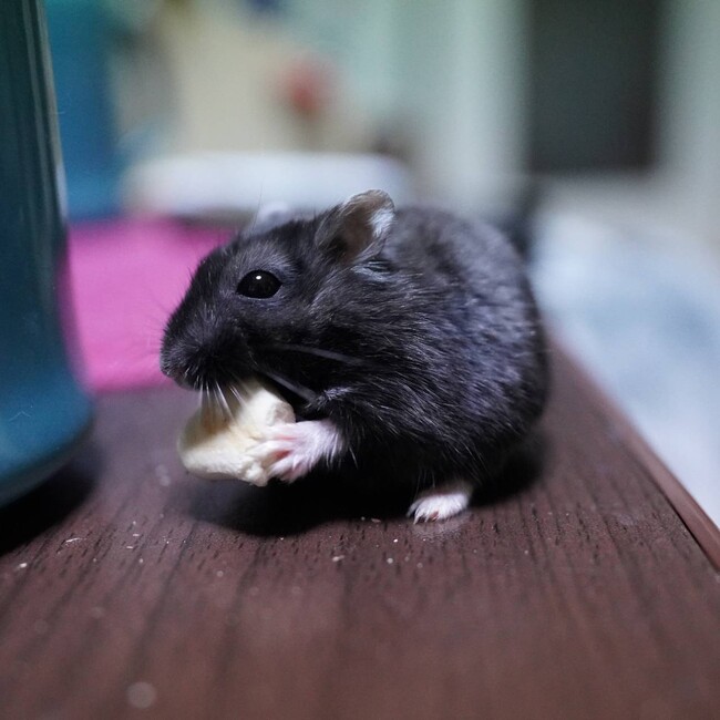 ないんちぇのカバー写真
