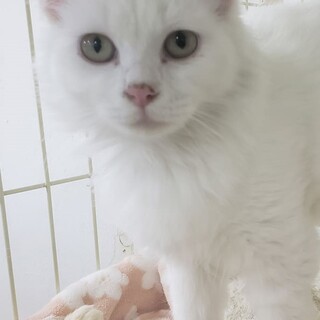 真っ白で綺麗な長毛の娘、ララちゃん！