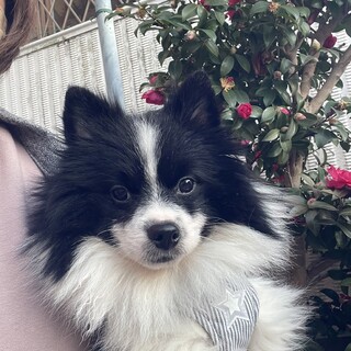 ピピ君　９ケ月　ポメラニアン　男の子