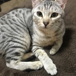 兄弟にゃんこ♪抱っこ大好き甘えん坊 みじかちゃん♀