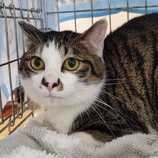 (トライアル中)かまって『琥太郎』