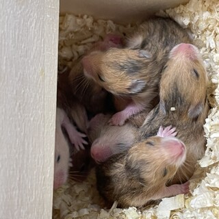 ハムスター赤ちゃん