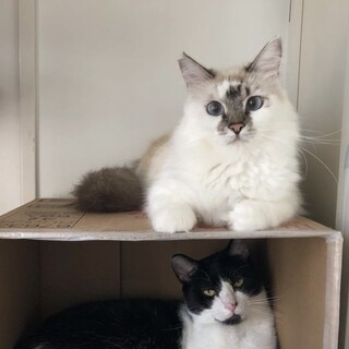 ふわふわ長毛種『マチルダ』