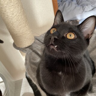 とにかくいちゃいちゃ！ベタ甘イケメン・スイくん