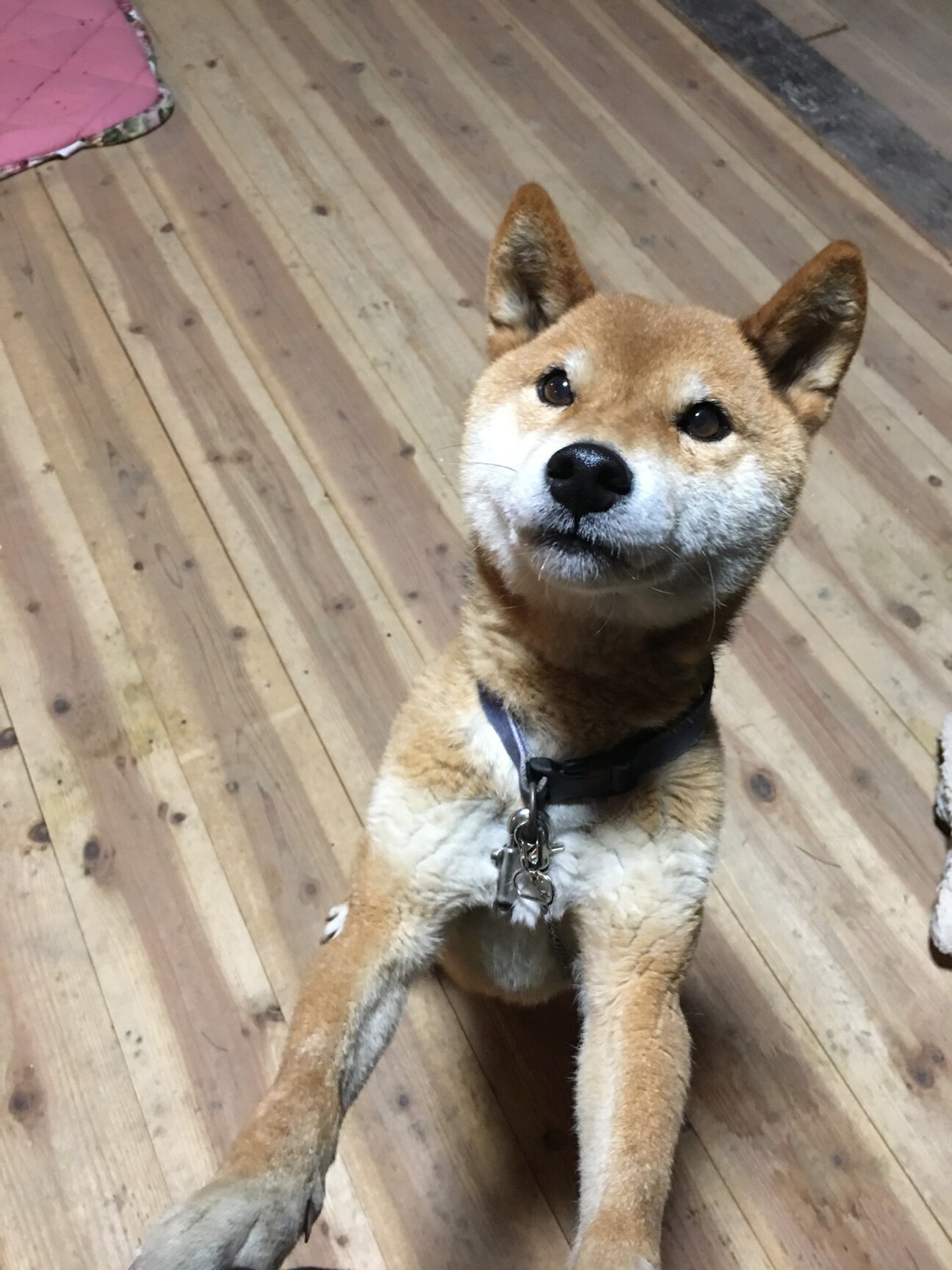 豆柴の里親緊急募集 京都府 犬の里親募集 ペットのおうち 月間利用者150万人